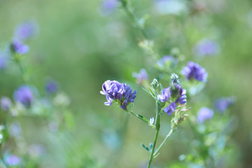  Close up of Flower in meadow. Copy space. 