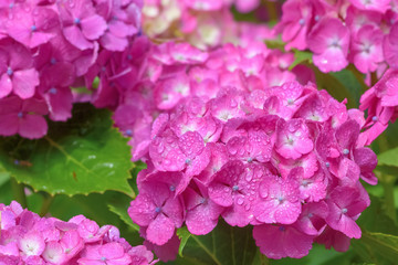 雨上がりの紫陽花　Hydrangea