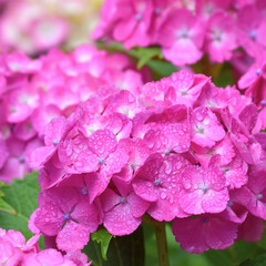 雨上がりの紫陽花　Hydrangea