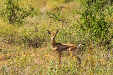 Female impala with young impalas, Samburu Game