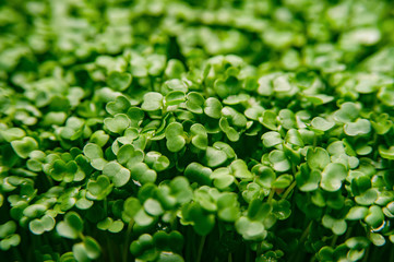 Micro green cabbage sprouts macro closeup