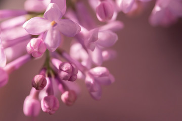 Buds of purple lilac closeup. Beautiful floral background, little lilac flowers © OlgaKorica