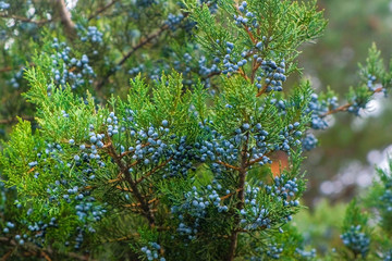 Beautiful Tuya with many cones in the Park
