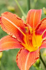 Daylily flower close-up. Flowering orange lily