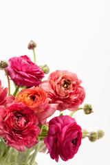 Pink ranunculus (buttercup) on white background