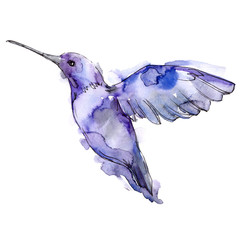 Sky bird colibri in a wildlife isolated. Watercolor background set. Isolated hummingbird illustration element. © yanushkov