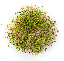 Young micro green plants. Modern healthy vegan food