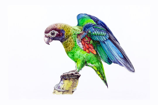 Parrot bird on a tree branch watercolor illustration. Green tropical jungle bird isolated on a white background. Bright exotic avian with beautiful wings side view. Green parrot image.