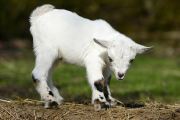 Obraz premium white goat kid standing on straw