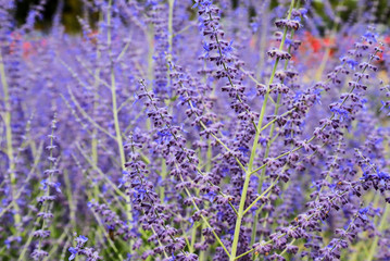 Beautiful lavender flowers bloom in the garden in summer, lavender background, perfumery. Close up Bushes of lavender flowers