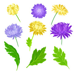 Set of yellow, purple flowers and leaves. Vector illustration on white background.