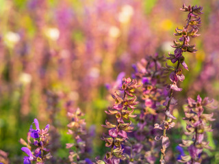 Obraz na płótnie Canvas Beautiful purple sage flowers blooms in the summer meadow. Flower background.