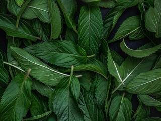 Fresh green organic leaves mint background.