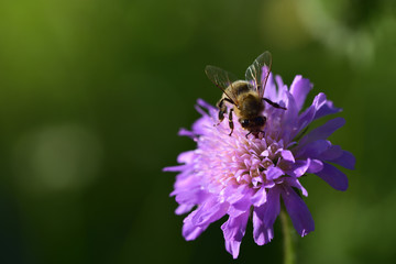 close up of a honeybee on a purple flower