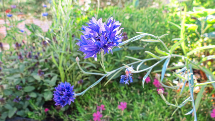 blue flowers in garden