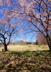 青空と陽光を背景に山里の桜がさぃ
