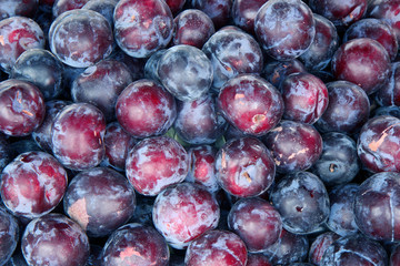 Ripe plums in the garden on a summer day. The autumn harvest.