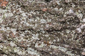 Backgrounds of a natural origin of bark of trees, poplar or aspen, are polluted by spores of the moss and lichen plants growing on a wood surface Background, tree bark with lichen growing vertically
