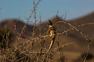 Wildlife