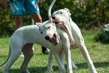 Two young Dogo Argentino dogs playing together outdoors on a green grass