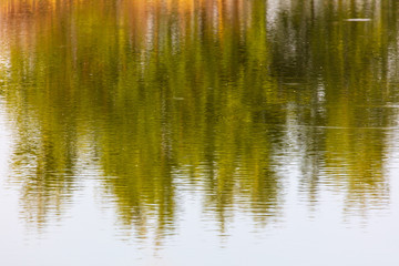 Fototapeta na wymiar The reflection of the tree in the smooth water in the summer.
