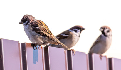 Sparrows sit on the fence