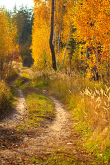 Dirt road in the forest. Golden autumn