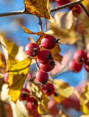 Red berries of hawthorn on a tree in autumn