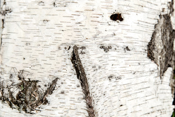 Natural bark birch tree. Wood texture for design and decoration. Color white, milk. Pattern with dark cracks. Bleached wood. White and grey brown background.