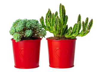 Pots with succulent plants isolated on white background