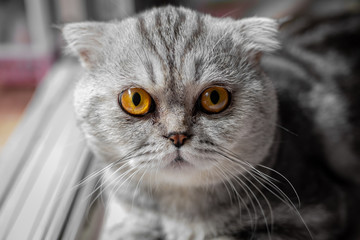 So cute of scottish fold cat.