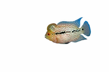 Beautiful fish flowerhorn objects isolated cichlid red pearl big hump head pet animal hobbyist on white background