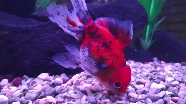 Unique red fish in aquarium