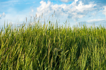 Natural wild green grass and blue sky with clouds