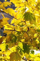 close up of autumn colorful leaves as a background.