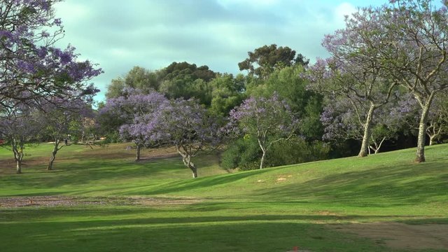 Beautiful city park in San Diego with purple blooming Jacaranda trees and green grass, spring and summer background, camera zooming in, regular speed