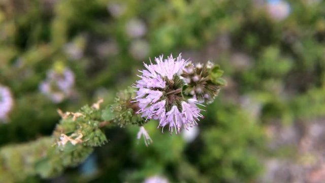 Pennyroyal  Mentha pulegium mountain mint. Closeup of medicinal plant on a blurred background. Top view. Wild plant grows on a meadow on a sunny, summer day.
