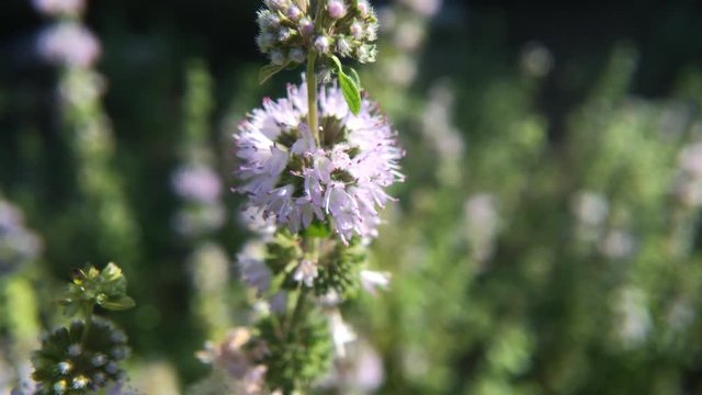 Mentha pulegium Pennyroyal  mountain mint. Closeup of medicinal plant on a blurred background. Top view. Wild growing. Green background.
