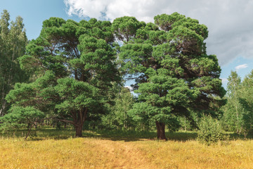 Landscape with a big unusual larch at forest clearing, Nature concept