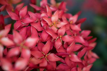 Flame of the Woods,Ixora coccinea,jungle geranium, jungle flame, blooms brilliantly red in a...