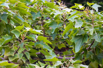 Beautiful kukui nut, candle nut tree tiny white flowers and silvery green leaves on Oahu, Hawaii. Native Hawaiians used kukui nuts in many ways such as extracting oil, making leis, as ink, varnish, dy