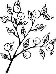  sketch of a branch of ripe blueberries on a white background