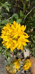 Chrysanthemum yellow colour flower image