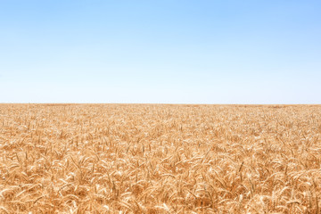 View of wheat field on sunny day