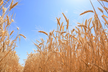 Wheat spikelets in field on sunny day