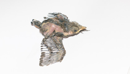 close up of a baby humming bird sitting on white sheet