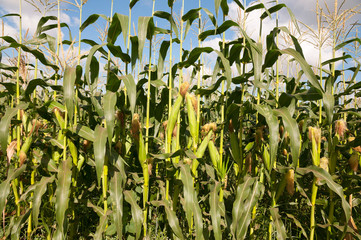 Corn field in summer time