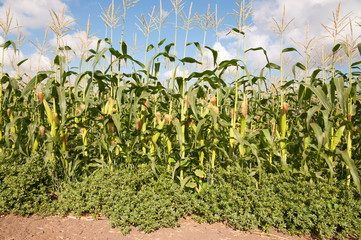 Corn field in summer time