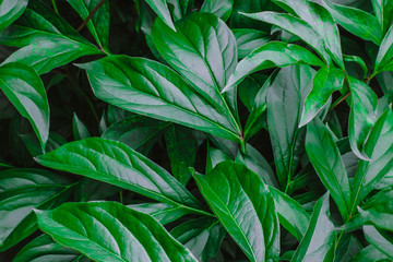 Background of lush green foliage. Dark green teopical texture, abstract pattern. Nature background.