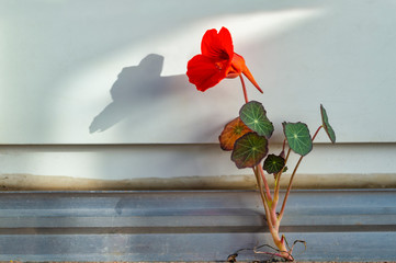 Kapuzinerkresse mit Schatten